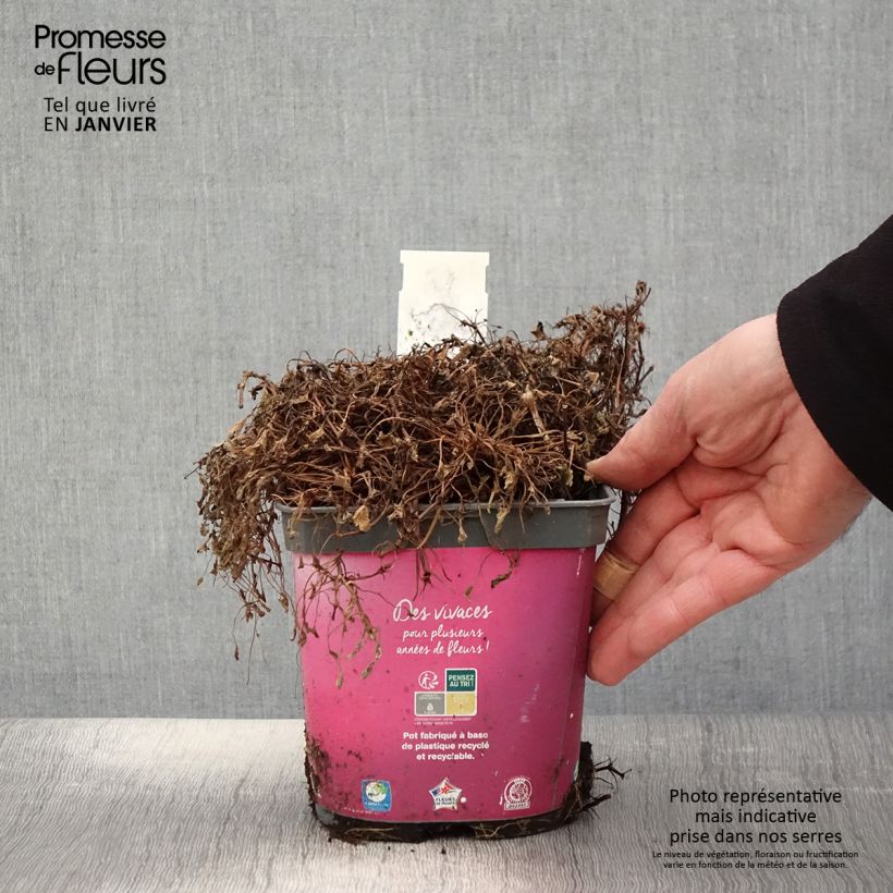 Amostra de Erodium Bishops Form Vaso de 2 L/3 L tal como entregue no inverno