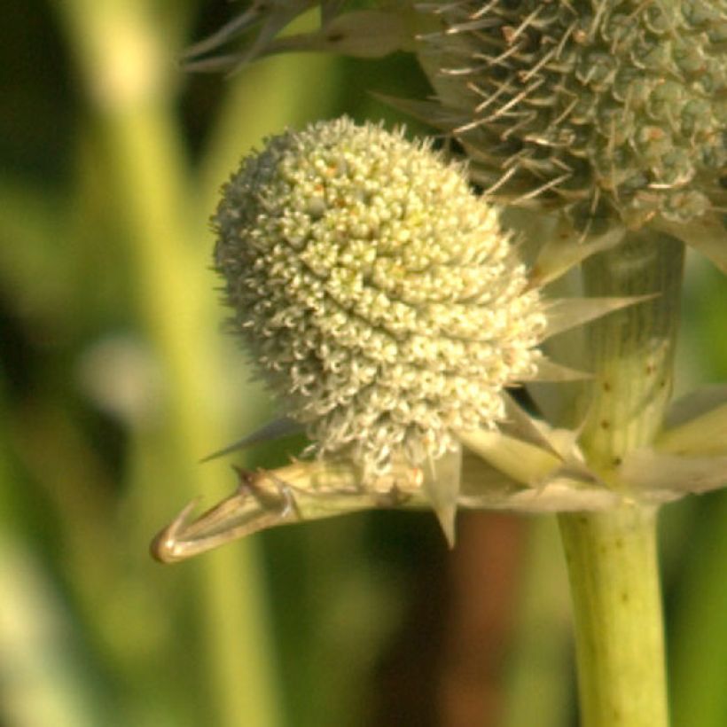 Eryngium agavifolium (Floração)