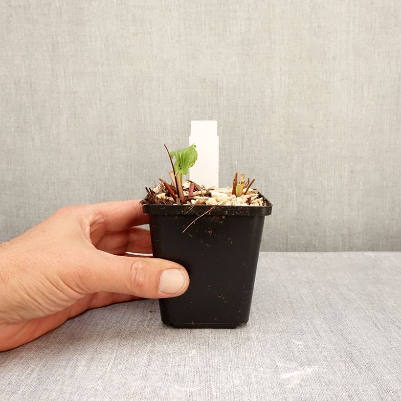Amostra de Cardo dos Alpes Blue Star - Eryngium alpinum Vaso de 8/9 cm tal como entregue no outono