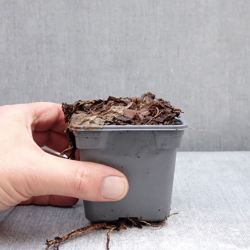 Amostra de Cardo azul Grumpy - Eryngium planum Vaso de 8/9 cm tal como entregue no inverno