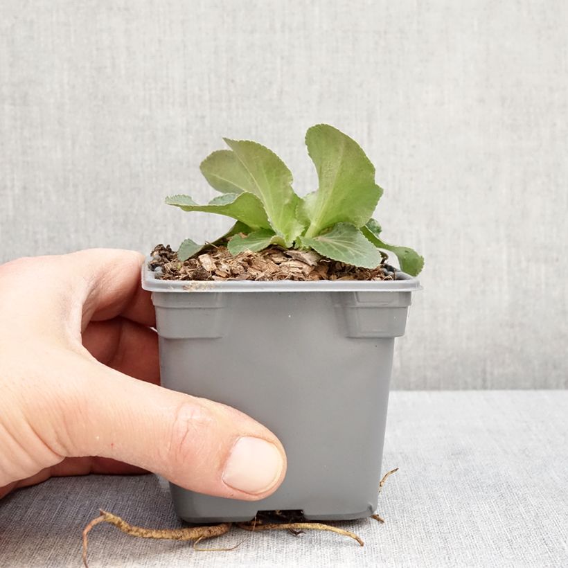 Amostra de Cardo azul Grumpy - Eryngium planum Vaso de 8/9 cm tal como entregue na primavera