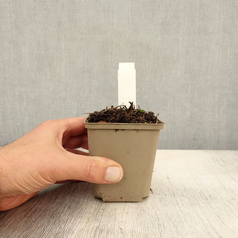 Amostra de Cardo azul Jos Eijking  - Eryngium zabelii Vaso de 8/9 cm tal como entregue no outono
