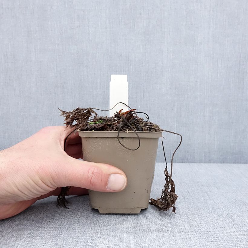 Amostra de Eryngium Jos Eijking® - Eryngium 'Sapphire Blue' - Panicaut Vaso de 8/9 cm tal como entregue no inverno