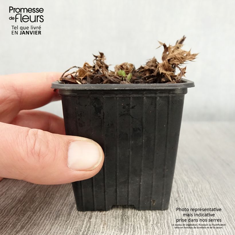 Amostra de Cardo-marítimo Lapis Blue - Eryngium maritimum Vaso de 8/9 cm tal como entregue no inverno