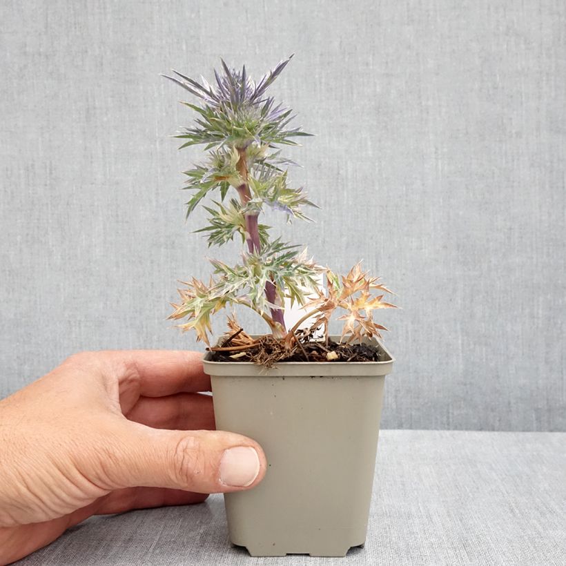 Amostra de Cardo-marítimo Lapis Blue - Eryngium maritimum Vaso de 8/9 cm tal como entregue na primavera