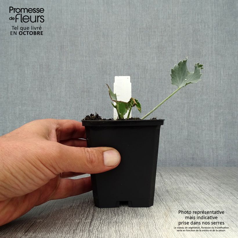 Amostra de Cardo-marítimo - Eryngium maritimum Vaso de 8/9 cm tal como entregue no outono