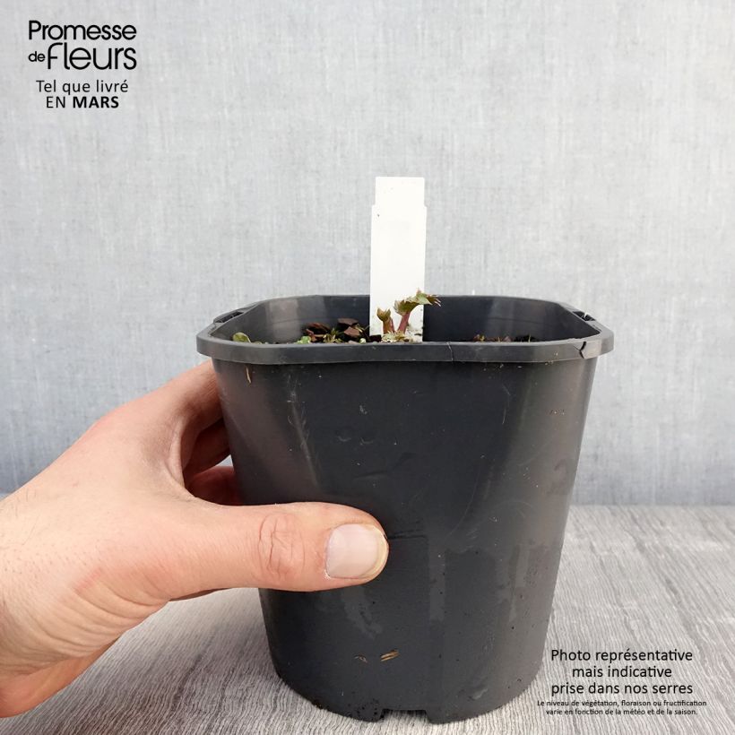 Amostra de Cardo-marítimo - Eryngium maritimum Vaso de 2 L/3 L tal como entregue na primavera