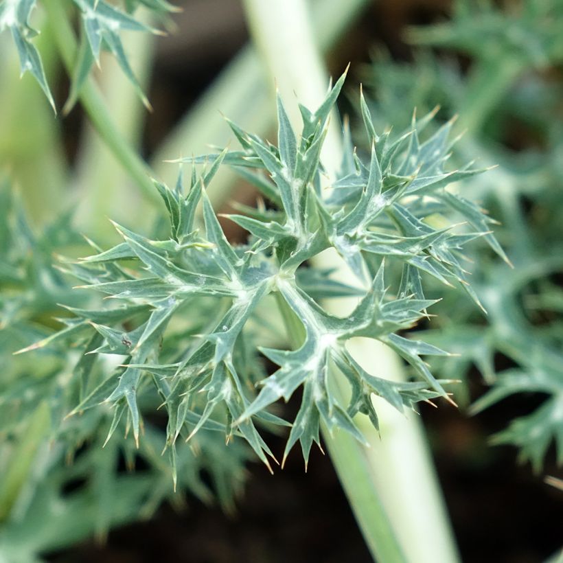 Cardo-azul Picos Amethyst Mackpam - Eryngium bourgatii (Folhagem)