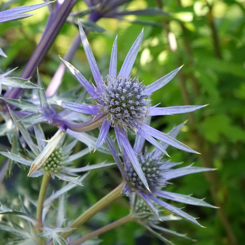 Cardo-azul Picos Amethyst Mackpam - Eryngium bourgatii (Floração)