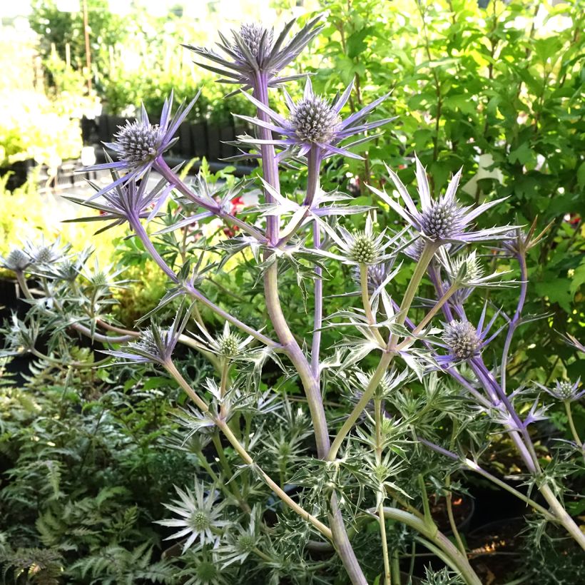 Cardo-azul Picos Amethyst Mackpam - Eryngium bourgatii (Hábito)