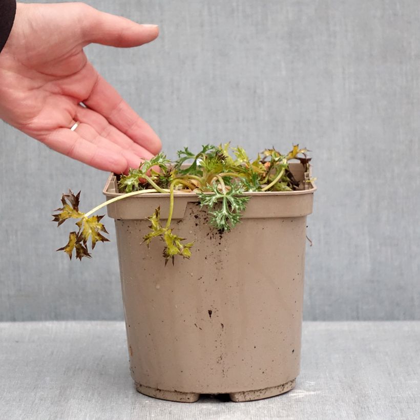Amostra de Cardo-azul Picos Amethyst Mackpam - Eryngium bourgatii Vaso de 3 L/4 L tal como entregue no outono