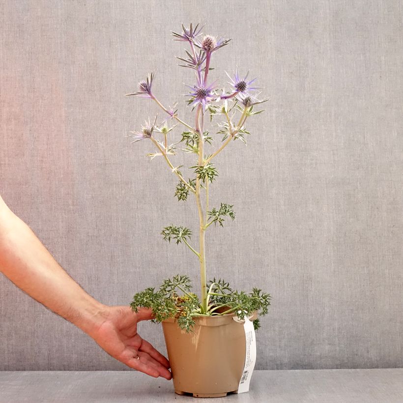 Amostra de Cardo-azul Picos Amethyst Mackpam - Eryngium bourgatii Vaso de 3 L/4 L tal como entregue no verão