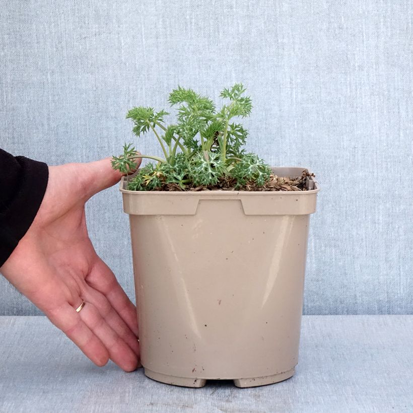 Amostra de Cardo-azul Picos Amethyst Mackpam - Eryngium bourgatii Vaso de 3 L/4 L tal como entregue na primavera