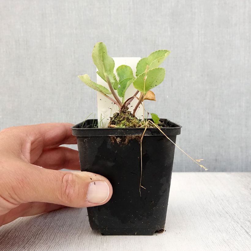 Amostra de Cardo azul Blauer Zwerg - Eryngium planum Vaso de 8/9 cm tal como entregue no verão