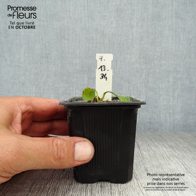 Amostra de Cardo azul Blue Hobbit - Eryngium planum Vaso de 8/9 cm tal como entregue no outono
