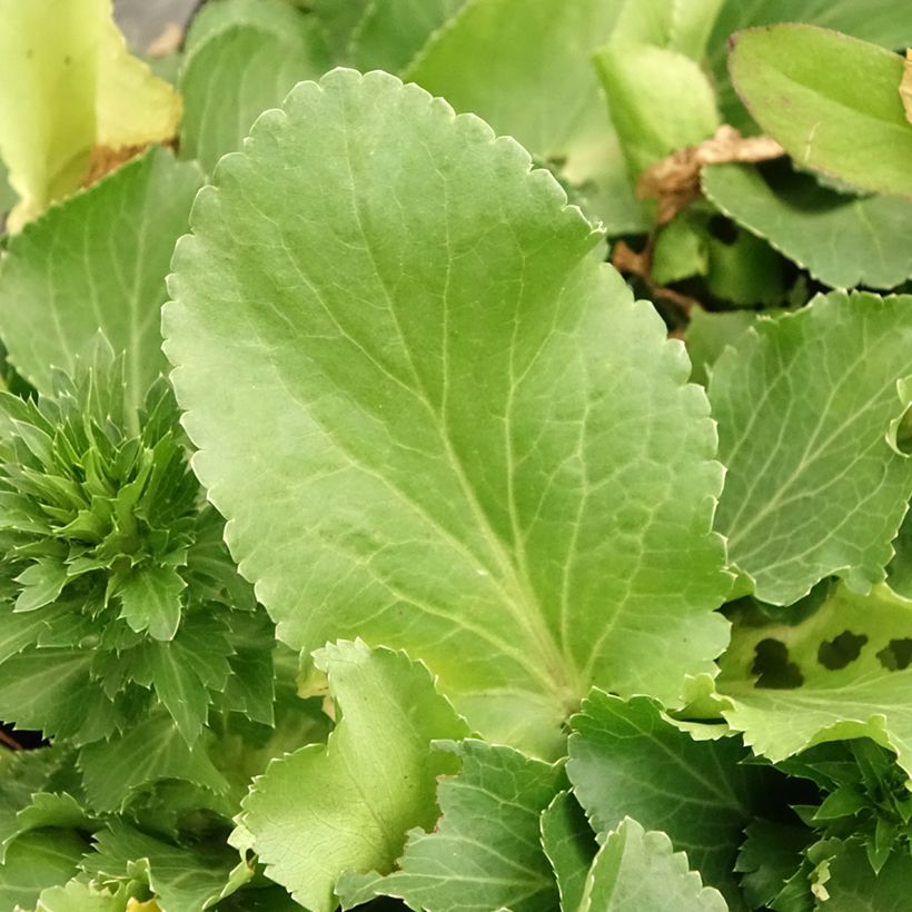 Cardo azul Blue Hobbit - Eryngium planum (Folhagem)