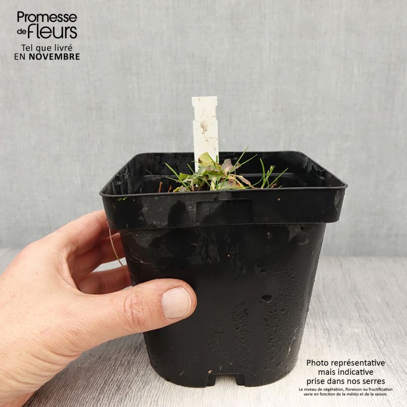 Amostra de Cardo azul Blue Hobbit - Eryngium planum Vaso de 2 L/3 L tal como entregue no outono