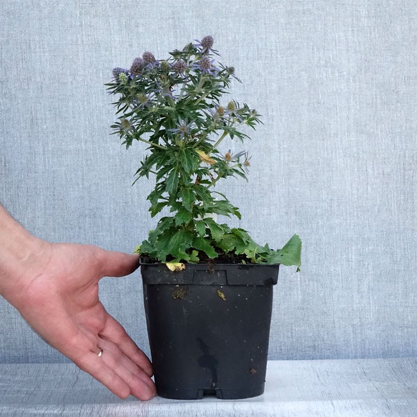 Amostra de Cardo azul Blue Hobbit - Eryngium planum Vaso de 2 L/3 L tal como entregue no verão