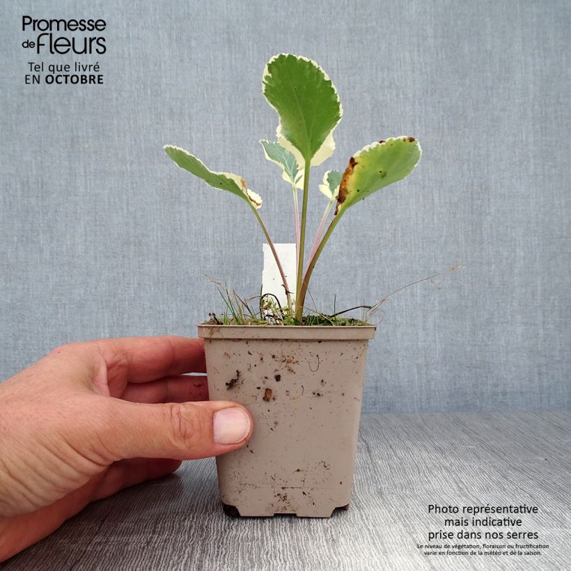 Amostra de Cardo azul Jade Frost - Eryngium planum Vaso de 8/9 cm tal como entregue no outono