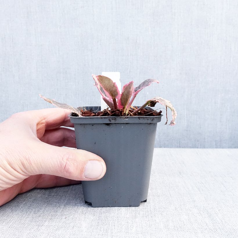 Amostra de Cardo azul Jade Frost - Eryngium planum Vaso de 8/9 cm tal como entregue no inverno