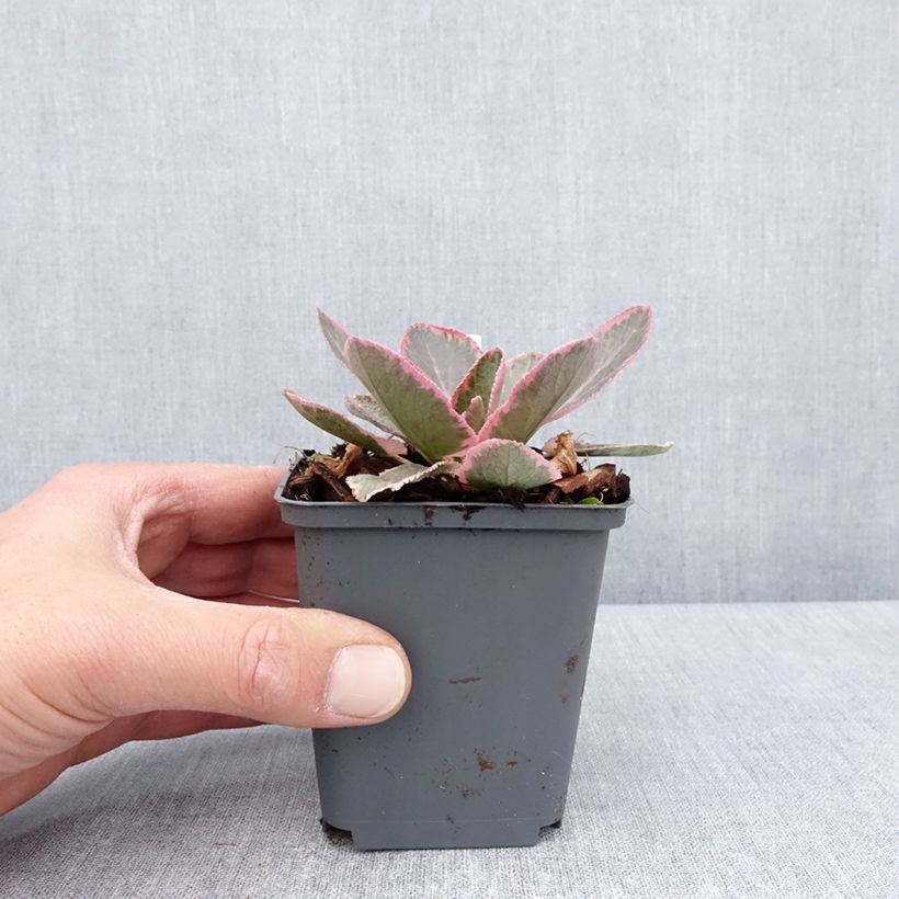 Amostra de Cardo azul Jade Frost - Eryngium planum Vaso de 8/9 cm tal como entregue na primavera