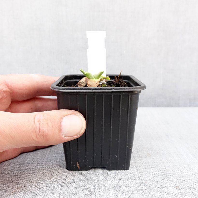 Amostra de Eryngium planum Magical White Lagoon Vaso de 8/9 cm tal como entregue no inverno