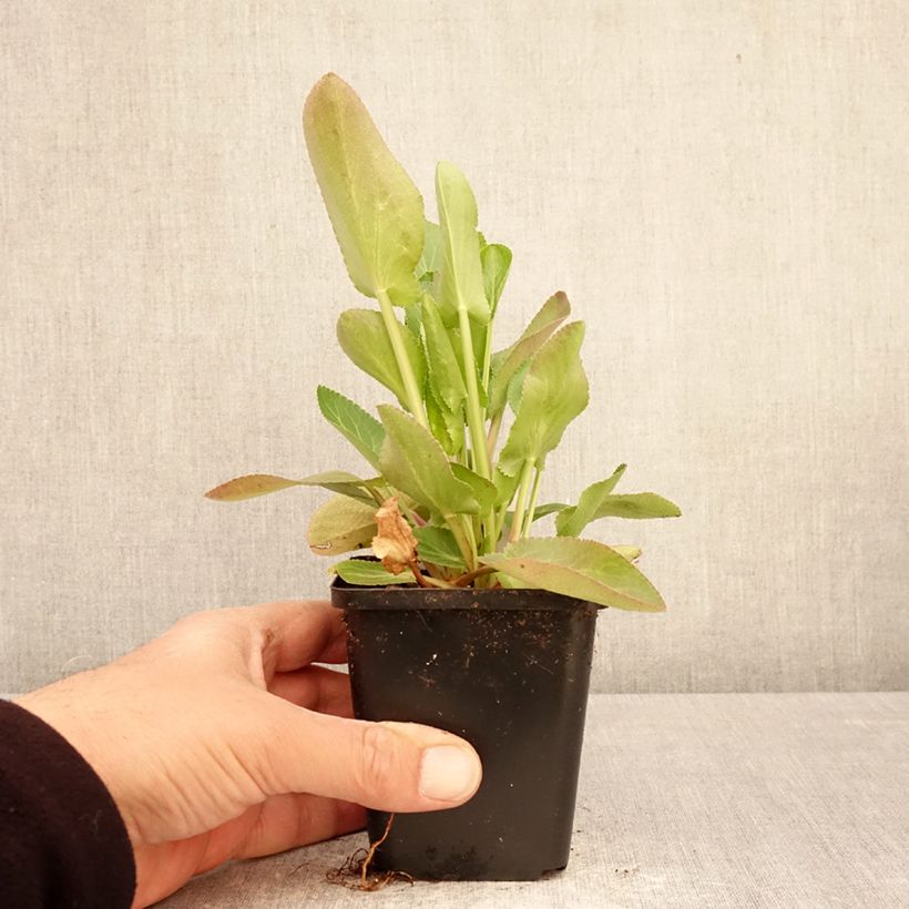 Amostra de Eryngium planum Magical White Lagoon Vaso de 8/9 cm tal como entregue na primavera