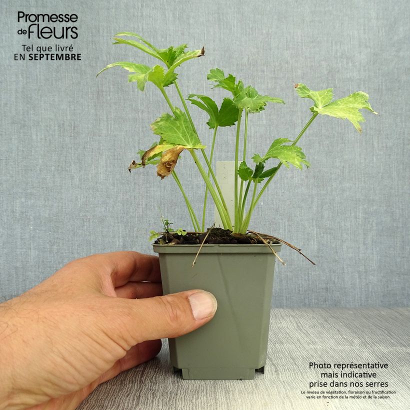 Amostra de Cardo azul Neptune's Gold - Eryngium planum Vaso de 8/9 cm tal como entregue no outono