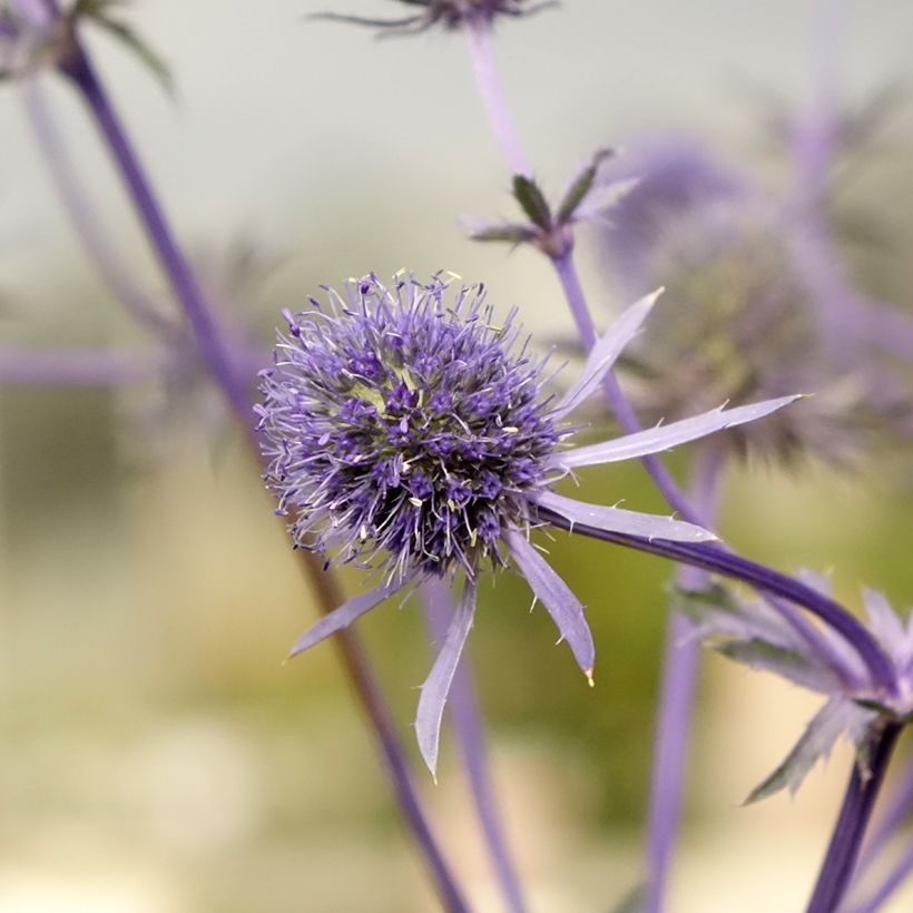 Eryngium planum (Floração)