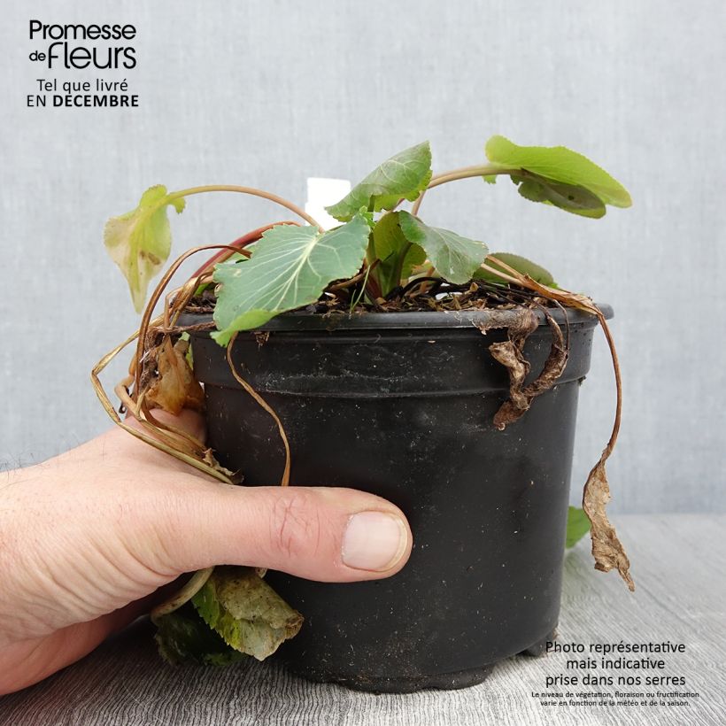 Amostra de Eryngium planum Vaso de 2 L/3 L tal como entregue no outono