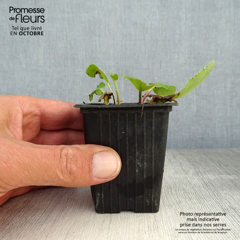 Amostra de Eryngium planum Vaso de 7/8 cm tal como entregue no outono