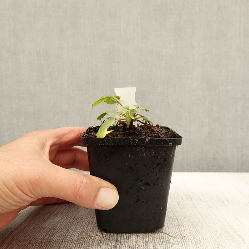 Amostra de Eryngium tripartitum Vaso de 8/9 cm tal como entregue no outono
