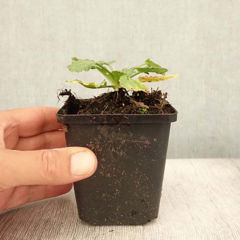 Amostra de Eryngium tripartitum Vaso de 8/9 cm tal como entregue no verão