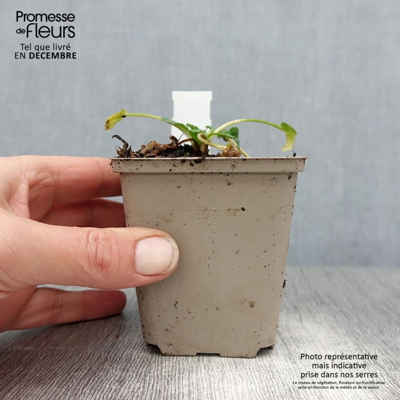 Amostra de Eryngium tripartitum Vaso de 8/9 cm tal como entregue no inverno