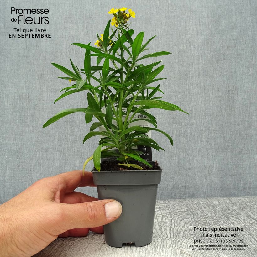 Amostra de Erysimum alpinum Vaso de 8/9 cm tal como entregue no outono