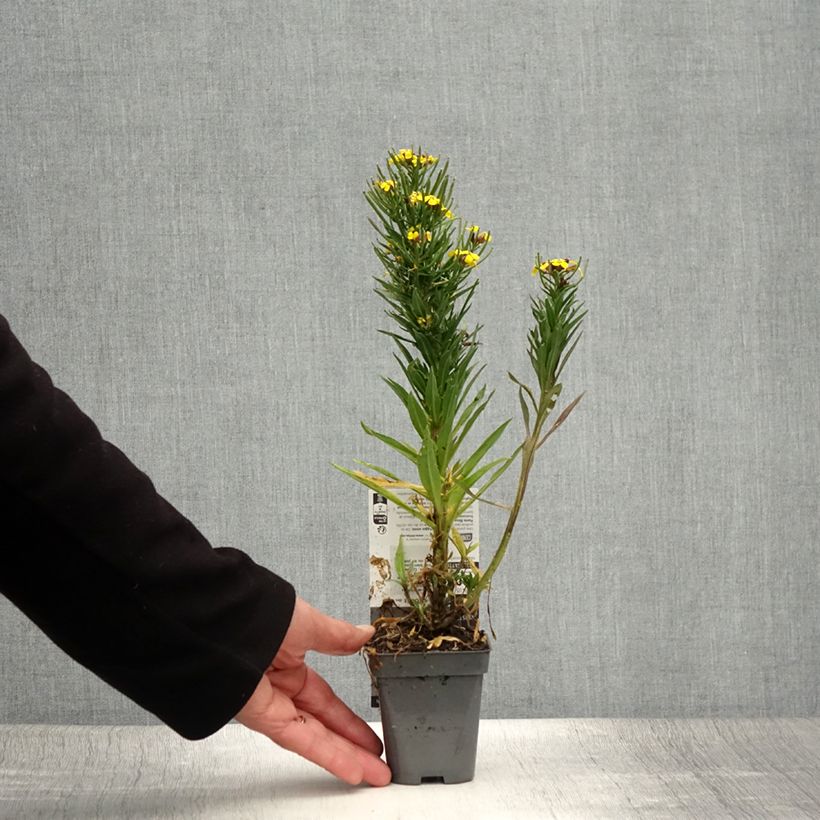Amostra de Erysimum alpinum Vaso de 8/9 cm tal como entregue no verão