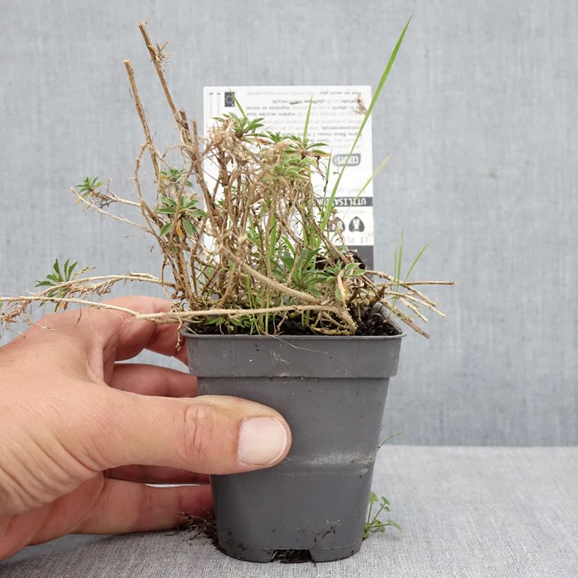 Amostra de Erysimum Jubilee Gold Vaso de 8/9 cm tal como entregue no outono