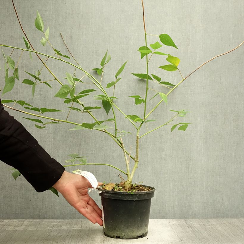 Amostra de Erythrina Amélie Jeckert Vaso de 3 L/4 L tal como entregue no outono