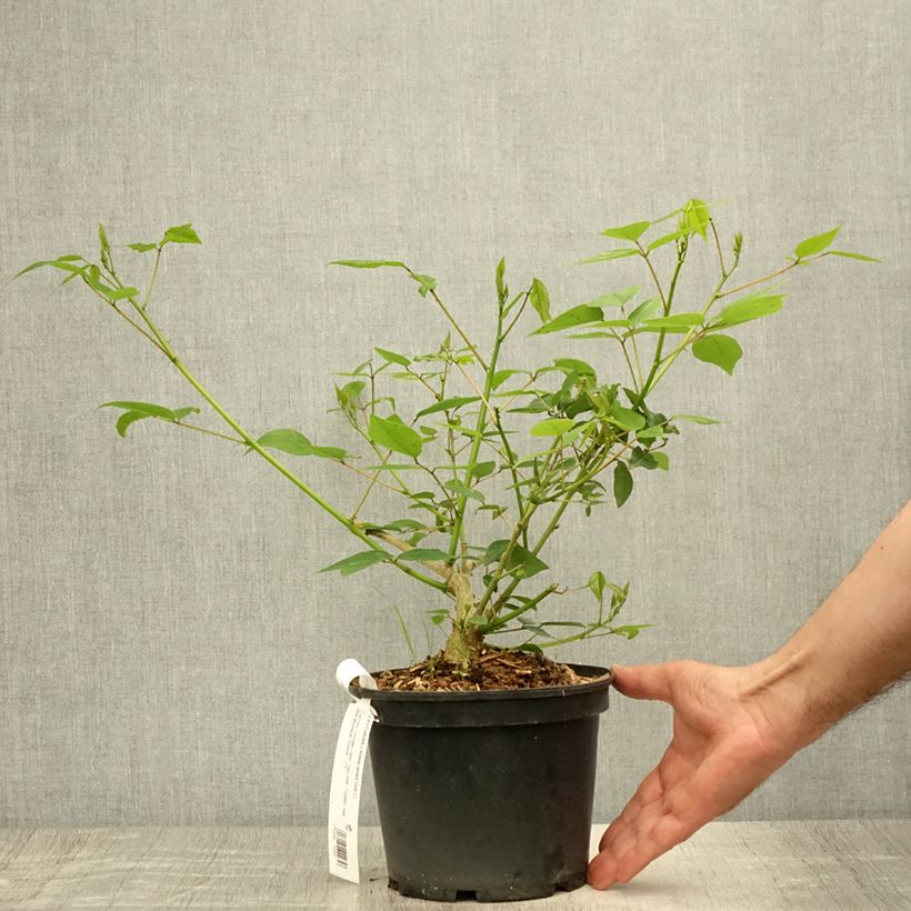 Amostra de Erythrina Amélie Jeckert Vaso de 3 L/4 L tal como entregue no verão