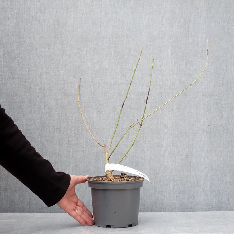 Amostra de Erythrina Amélie Jeckert Vaso de 3 L/4 L tal como entregue no inverno