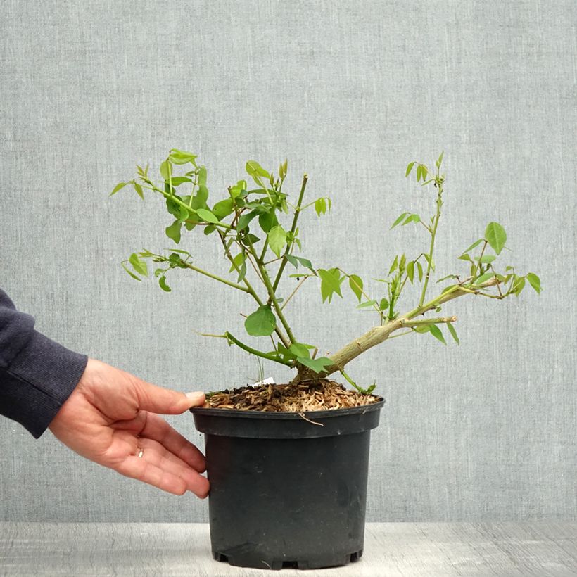 Amostra de Erythrina Amélie Jeckert Vaso de 3 L/4 L tal como entregue na primavera