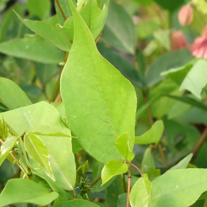 Erythrina Amélie Jeckert (Folhagem)