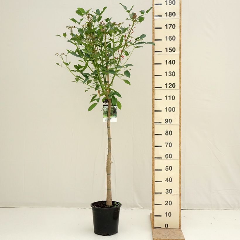 Amostra de Erythrina crista-galli - Erythrine Crête-de-coq. Vaso de 7,5 L/10 L tal como entregue na primavera