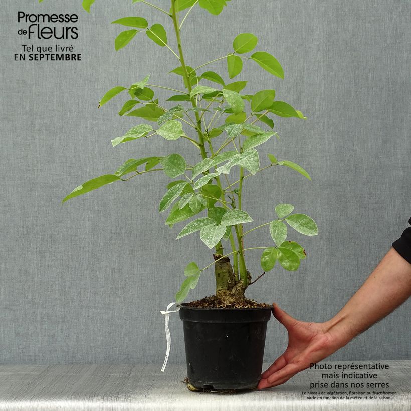 Amostra de Erythrina crista-galli Compacta - Árvore-do-coral Vaso de 2 L/3 L tal como entregue no outono