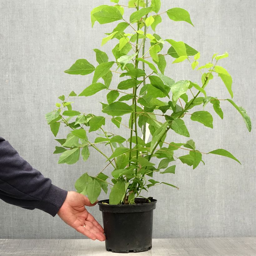 Amostra de Erythrina × bidwillii Vaso de 2 L/3 L tal como entregue no verão