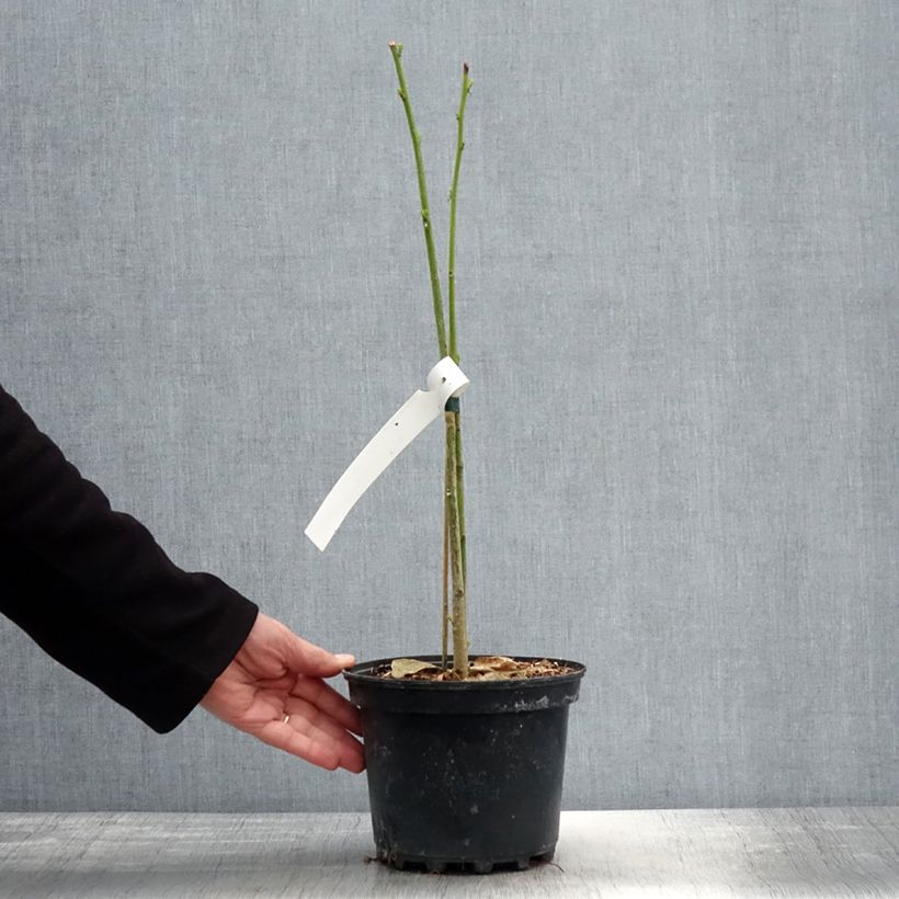 Amostra de Erythrina × bidwillii Vaso de 2 L/3 L tal como entregue na primavera