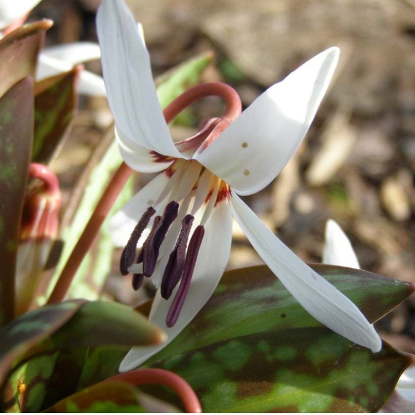 Erythronium dens (Floração)