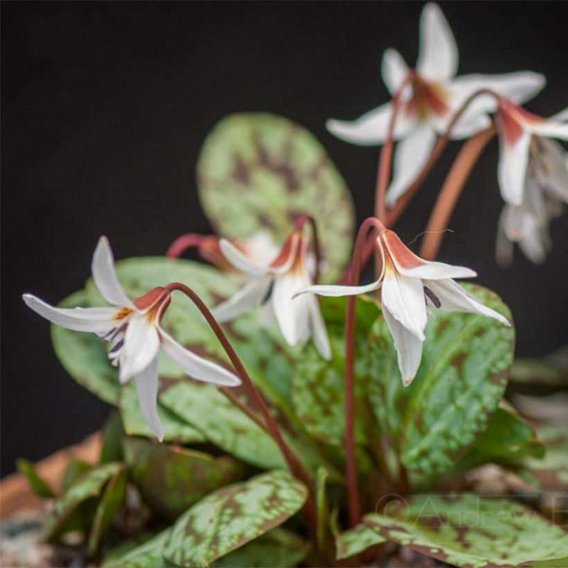 Erythronium dens (Hábito)