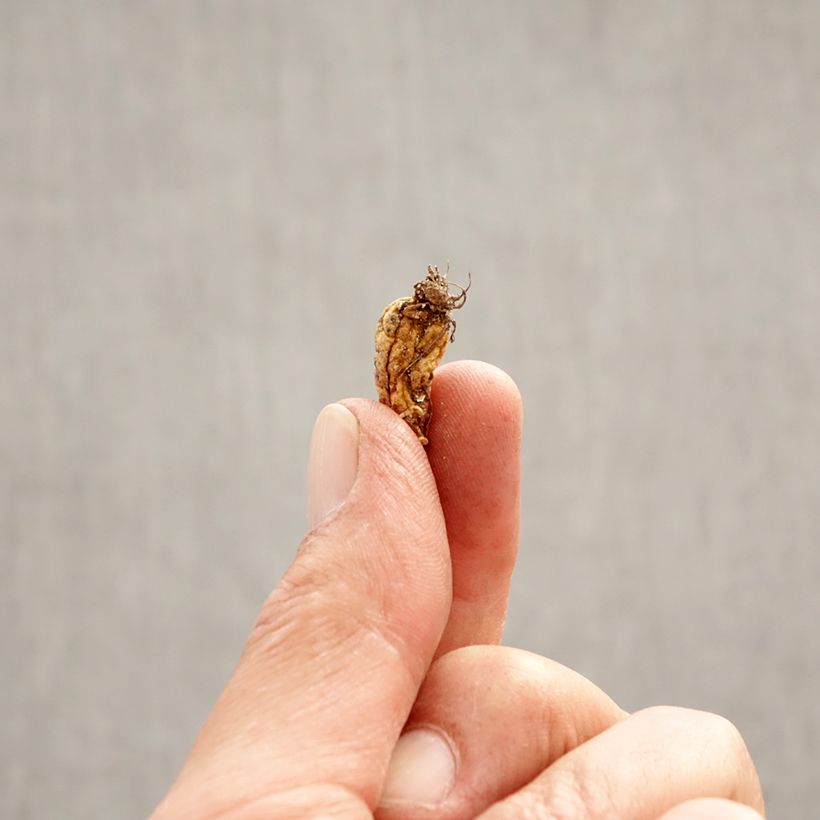 Amostra de Erythronium dens-canis Bulbo size I tal como entregue na primavera