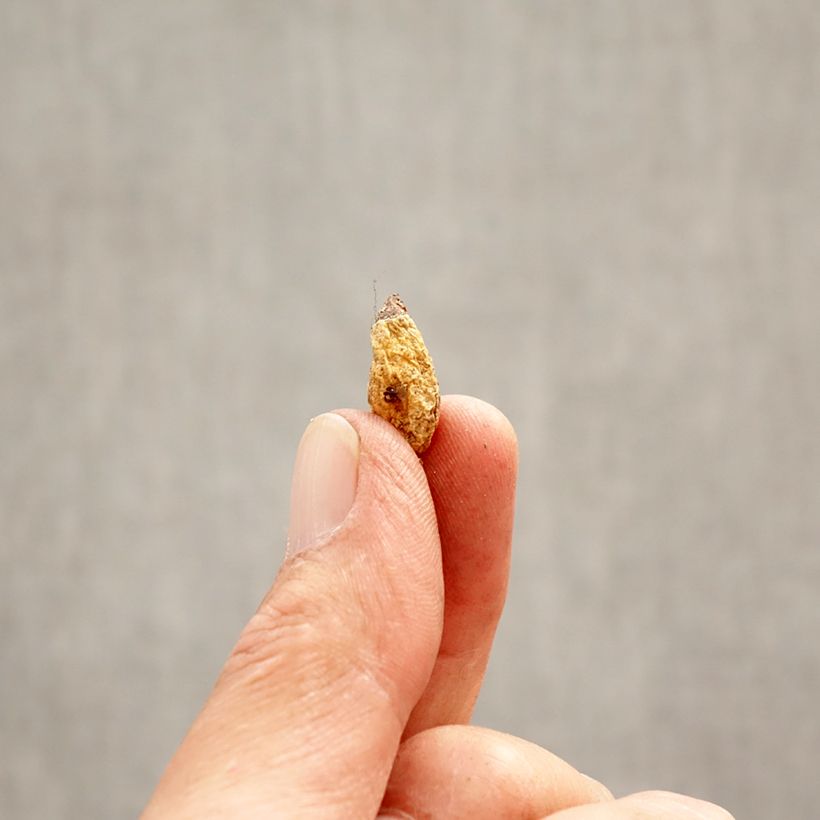 Amostra de Erythronium dens-canis Lilac Wonder - Dente-de-cão Bulbo Calibre I tal como entregue na primavera